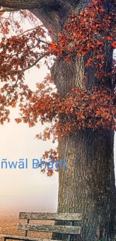 Autumn tree and bench with vibrant orange leaves.