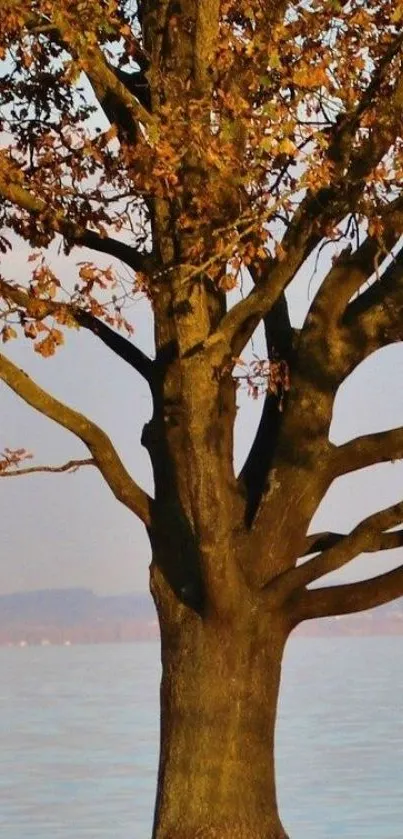 A solitary autumn tree beside a tranquil lake.