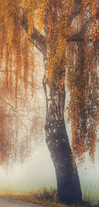 Misty autumn tree with orange foliage.