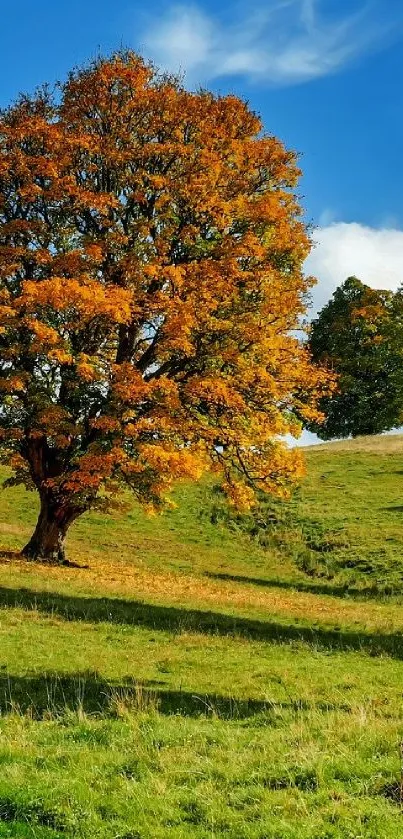 Scenic autumn tree on a green hill under a blue sky.