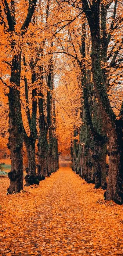 Autumn pathway lined with tall trees and orange leaves.