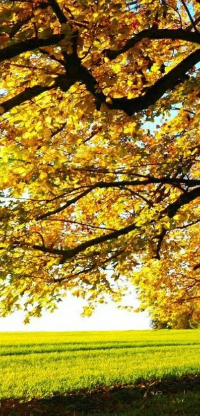 Vibrant autumn tree with golden leaves under blue sky.