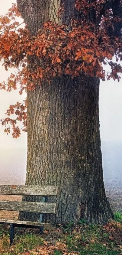 Autumn tree with fallen leaves beside a park bench.