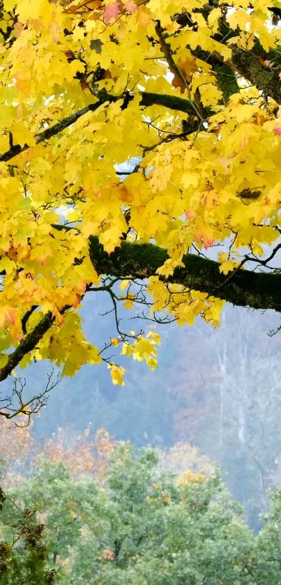 Bright yellow autumn leaves on tree branches with forest background.