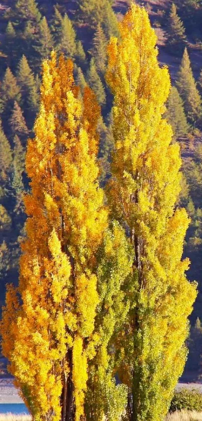 Tall autumn trees with vibrant yellow foliage against a natural backdrop.