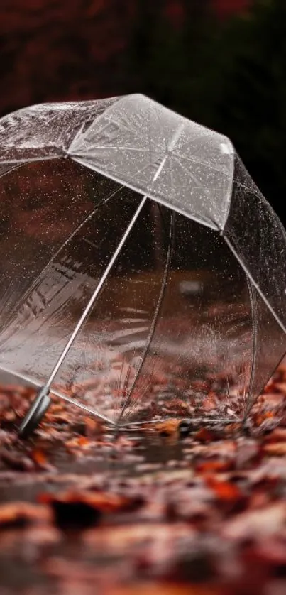 Clear umbrella on autumn leaves with raindrops visible.