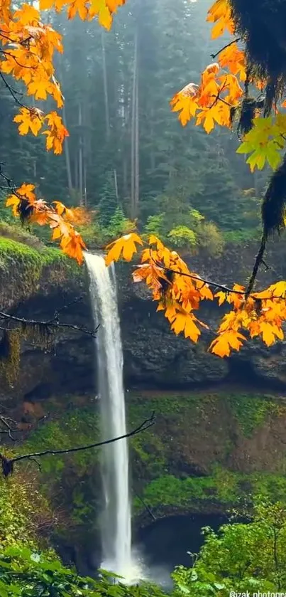 Waterfall in a forest with autumn leaves.