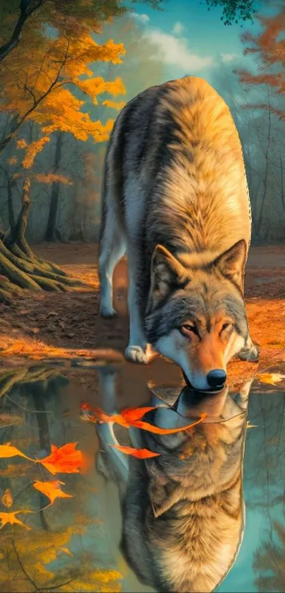 Wolf drinking by a reflective pond in an autumn forest.