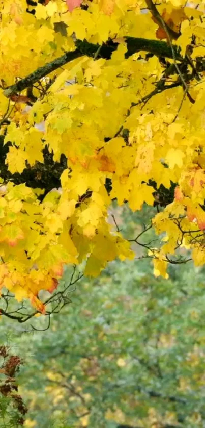 Bright yellow autumn leaves with green background creating a vivid natural wallpaper.