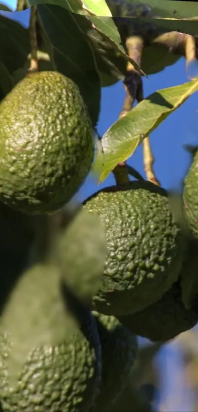 Closeup of ripe avocados hanging on a tree.