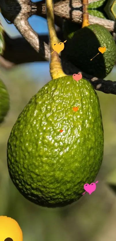 Vibrant avocado on tree with colorful heart emojis on mobile wallpaper.