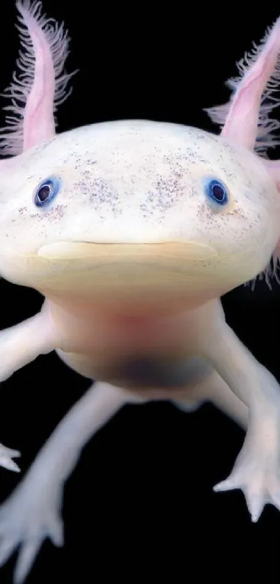 An axolotl with pink gills on a dark background mobile wallpaper.