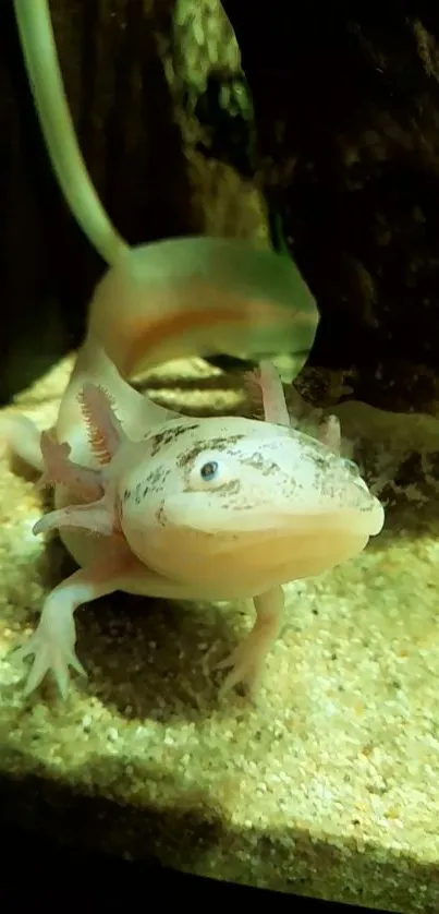 Axolotl underwater wallpaper featuring amphibian charm.