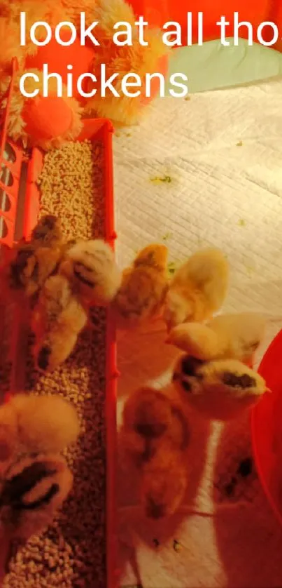 Cute baby chickens gathered around feed under orange lighting.