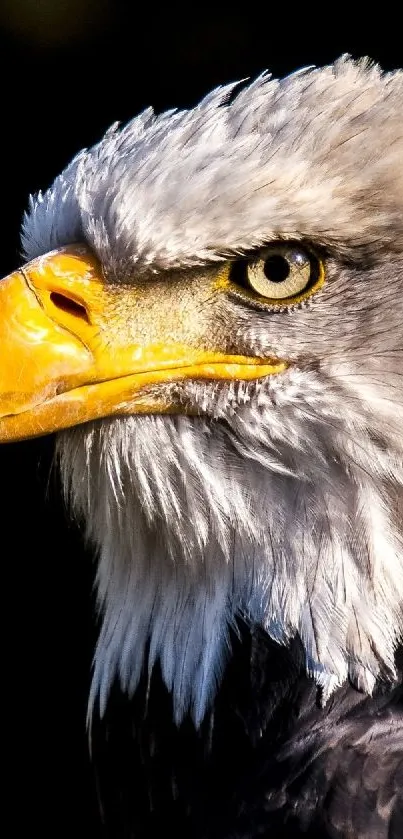 Majestic bald eagle portrait with dark green background.
