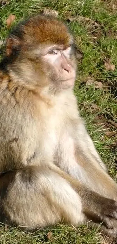 Barbary macaque sitting on green grass in sunlight.