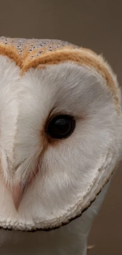 Close-up of a barn owl with detailed feathers and soft beige tones.