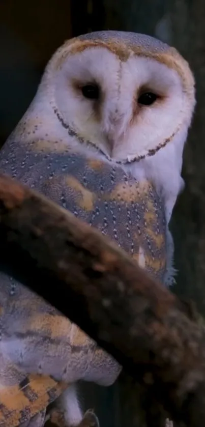 Majestic barn owl perched on a tree branch in nature.