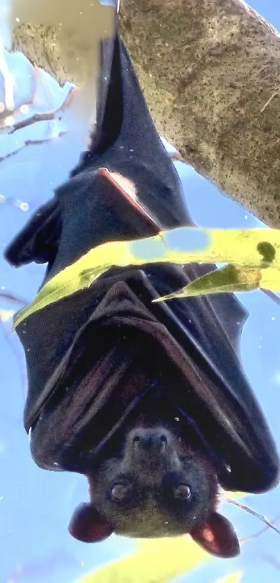 Bat hanging on a tree branch with a blue sky background.