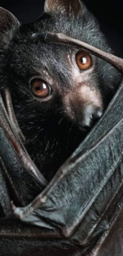 Close-up of a bat wrapped in its wings with striking eyes.