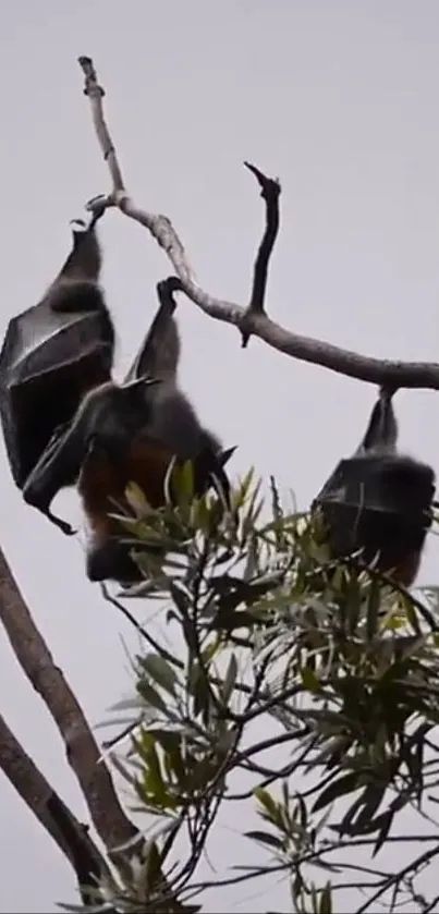 Bats resting on a tree branch with leaves.