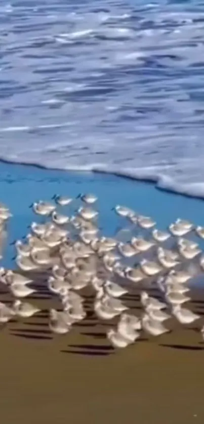 Flock of birds on a sandy beach by the ocean waves, under a clear blue sky.