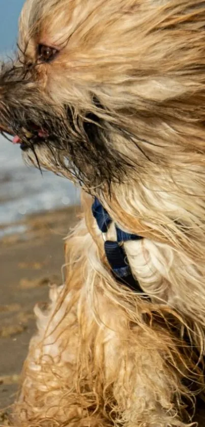 Fluffy dog enjoying a breezy day on a sandy beach.