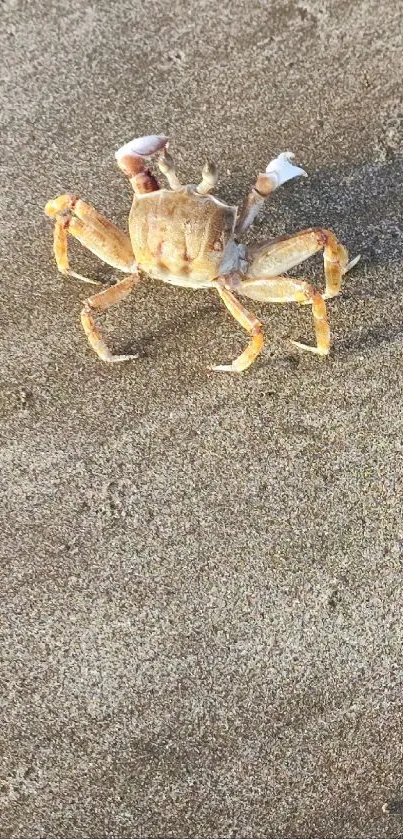 Crab on sand, beach close-up mobile wallpaper.