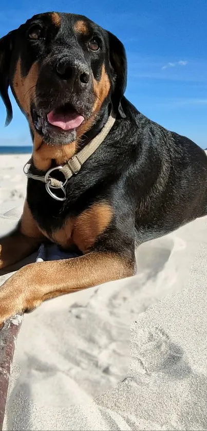 Black and brown dog on sandy beach under clear blue sky.