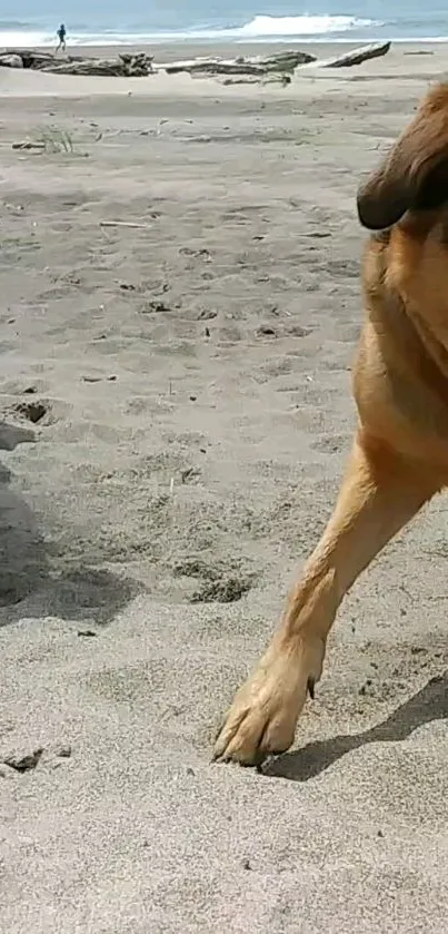 Dogs playing on the beach with sand and ocean view.