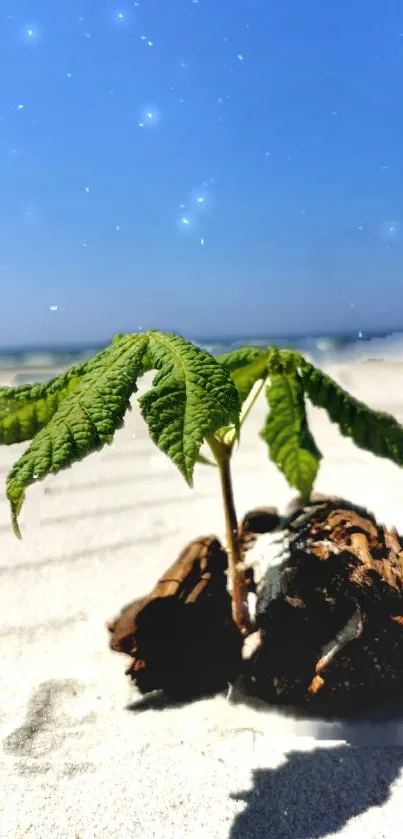 Leaf on sandy beach under a blue sky with stars.