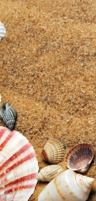 Wallpaper with sandy beach and scattered seashells creating a serene coastal design.