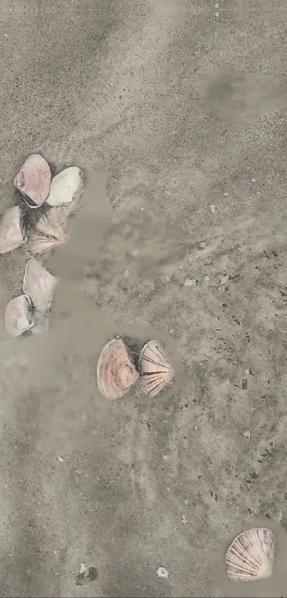 Mobile wallpaper of sandy beach with scattered seashells.