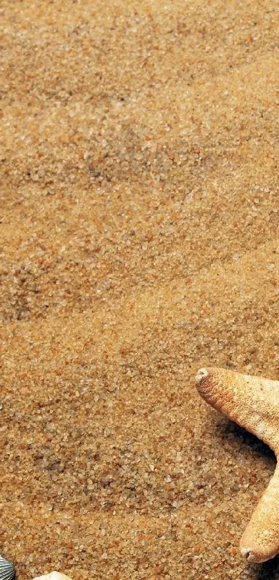 Starfish on sandy beach with seashells around.