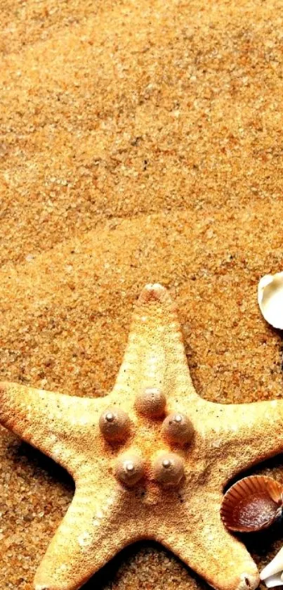 Starfish and seashells on golden beach sand wallpaper.