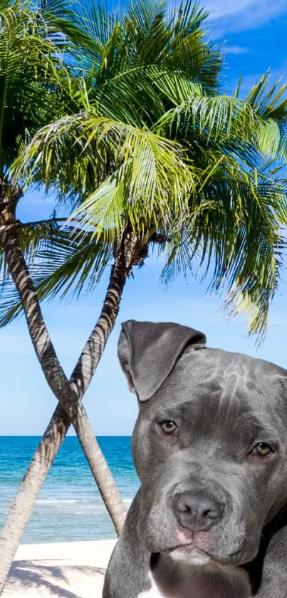 Dog on a tropical beach with palm trees and blue sky background.