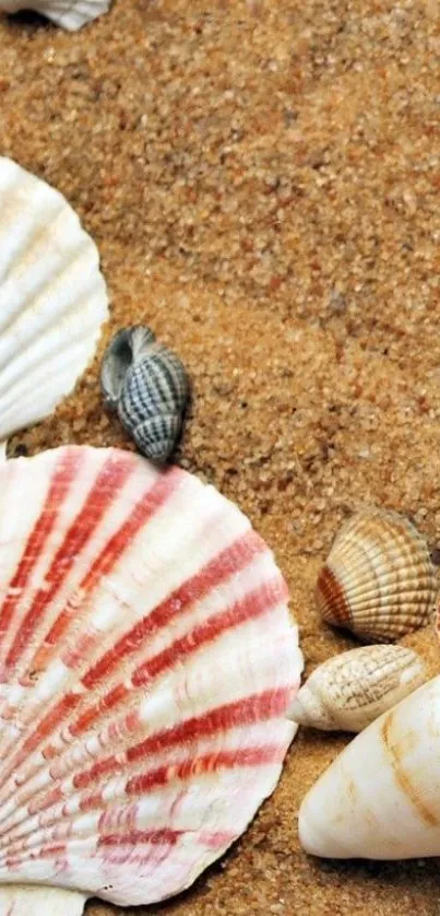 Mobile wallpaper with seashells on sandy beach background.