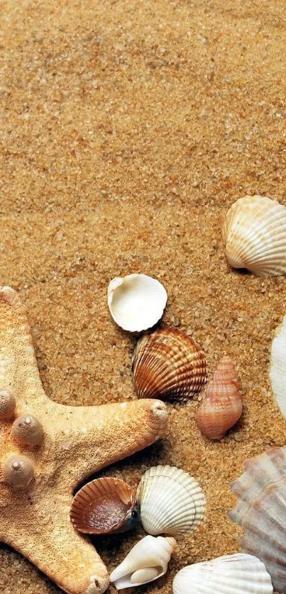 Starfish and seashells on sandy beach wallpaper.