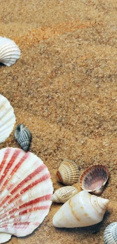 Seashells on beach sand mobile wallpaper.