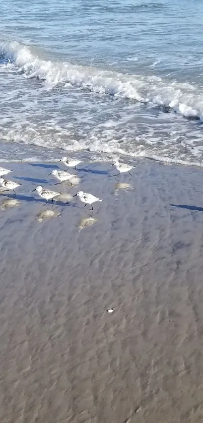 Sandy beach with gentle ocean waves and birds.