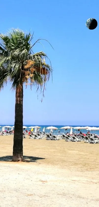 Palm tree and beach under a clear blue sky wallpaper.