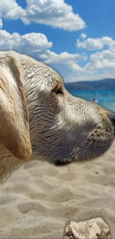 Golden retriever relaxes on a sunny beach, gazing across the ocean under blue skies.