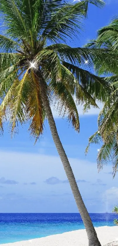 Tropical palm trees on a sunny beach with blue skies.