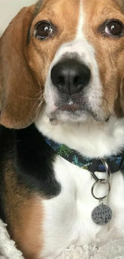 Close-up of a Beagle dog with a decorative collar.