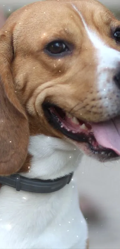 Beagle dog with brown and white fur, tongue out, wearing a collar.