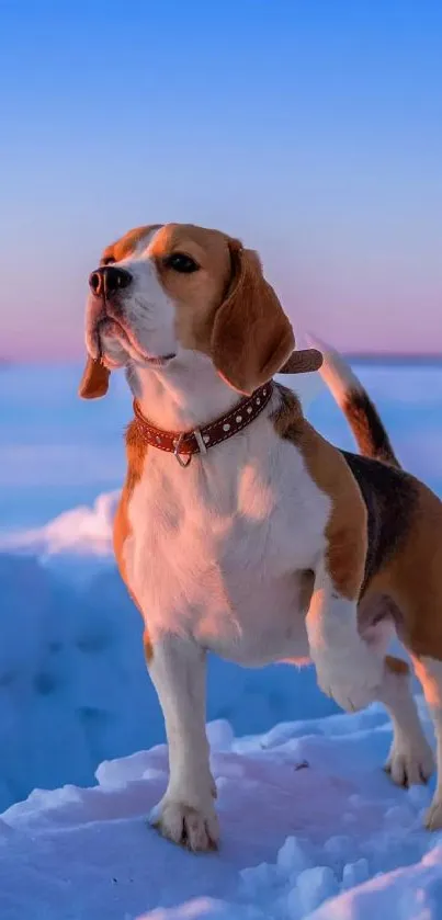 Beagle standing on snow with blue sky background in serene winter landscape.