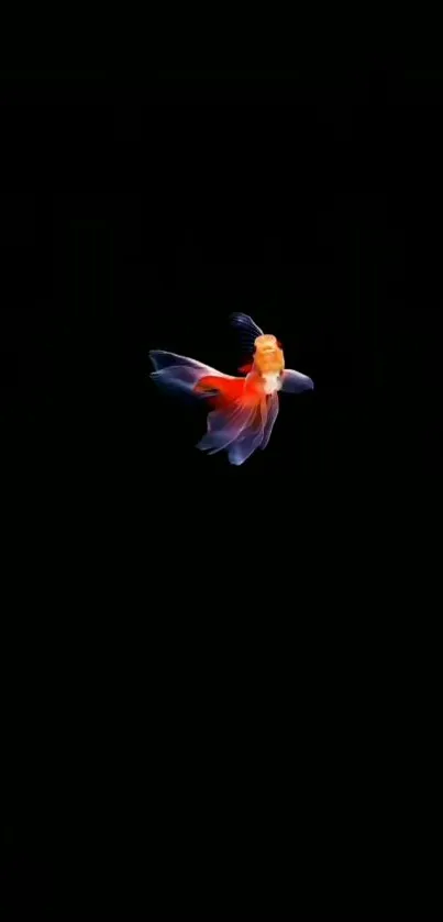 Beak Bird Parrot Live Wallpaper