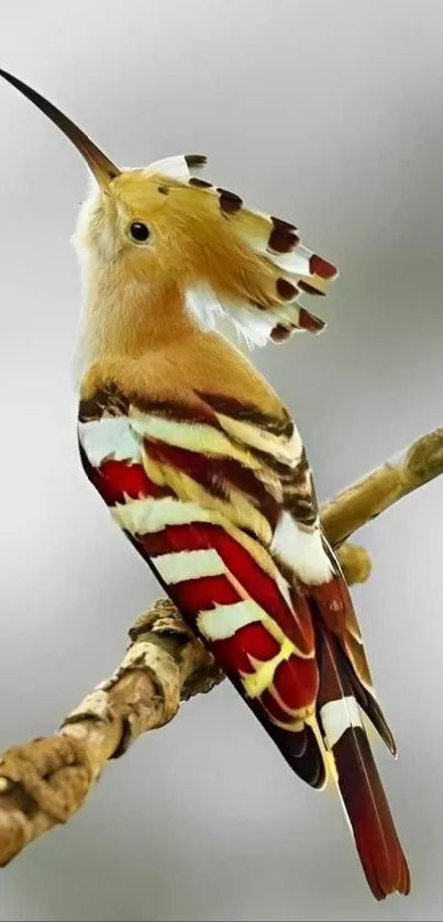Beak Insect Art Live Wallpaper