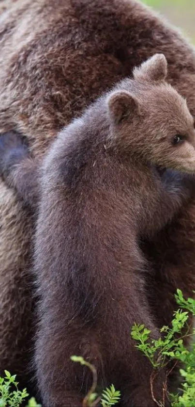 Bear and cub in a lush green forest setting.