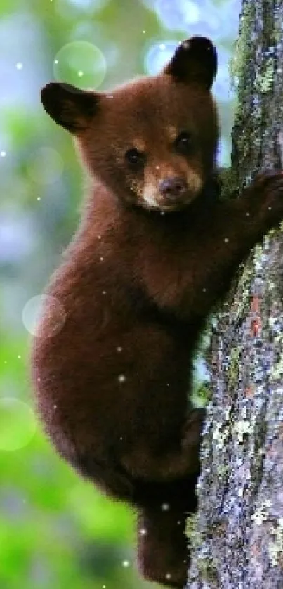 A bear cub climbs a tree surrounded by green forest.